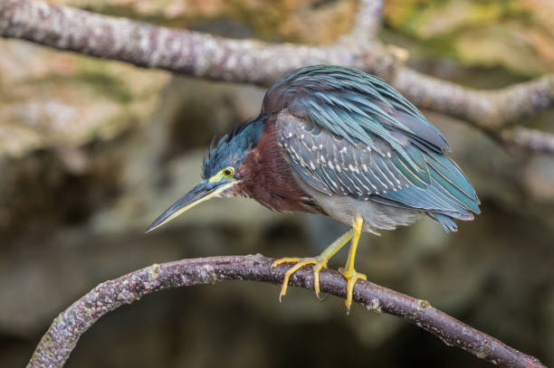 istock green heron fishing from shoreline 1227654848