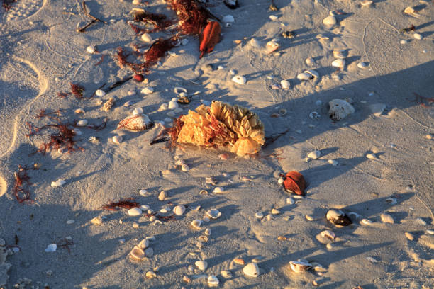 istock Tulip shell egg case also called the horse conch egg casing Triplofusus papillosus 1227660887