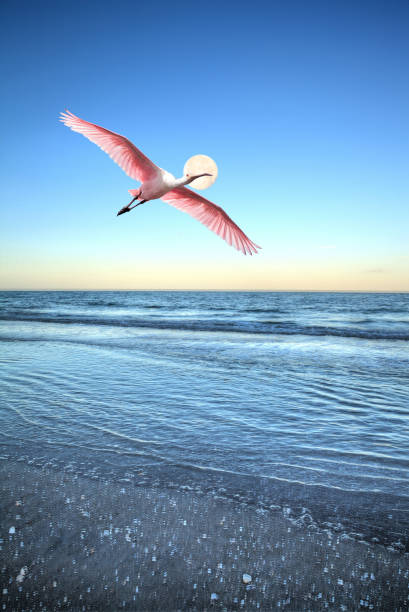 Roseate spoonbill Platalea ajaja flies over the ocean at full moon off the coast of Naples Beach in Naples, Florida.