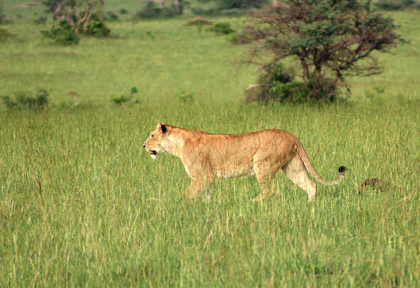 istock Lion in the african savannah 122768341