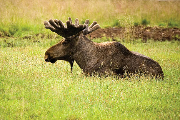 Moose stock photo