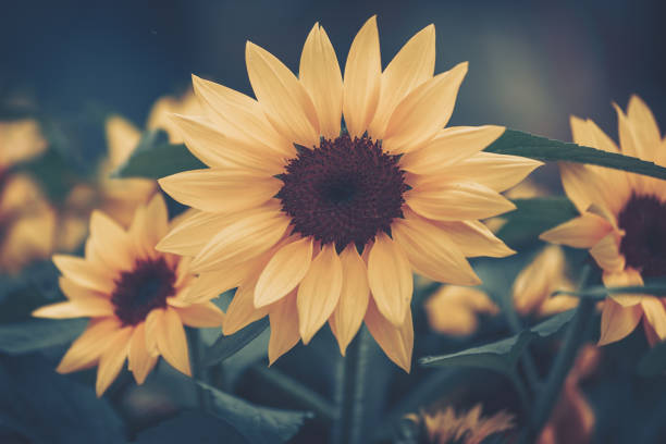 Close up sunflower,select focus and color toned.