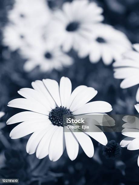 꽃 Duotone 0명에 대한 스톡 사진 및 기타 이미지 - 0명, 꽃 한송이, 꽃-식물
