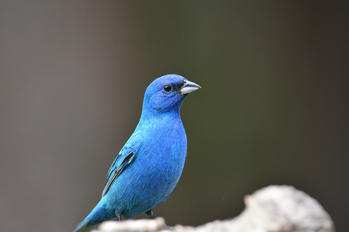Isolated male Indigo Bunting sitting in on a branch