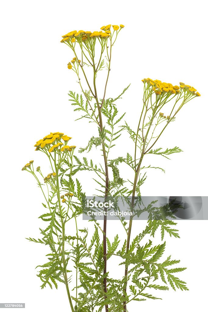 Tansy - Foto stock royalty-free di Composizione verticale