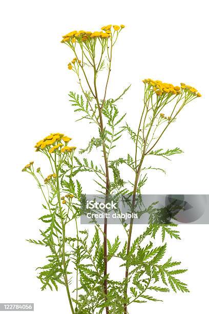 Tansy - Fotografie stock e altre immagini di Composizione verticale - Composizione verticale, Erba aromatica, Fiore