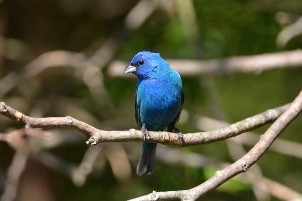 In a vibrant natural garden, a golden-naped tanager perches gracefully on a sturdy branch, its brilliant plumage a striking blend of blues, blacks, and a distinctive golden crown. The sunlight illuminates the intricate patterns that make this bird a true gem of the tropics. Surrounded by lush foliage and colorful blossoms, the tanager surveys its surroundings with a keen eye, embodying the lively spirit of its habitat. This enchanting moment captures the beauty and diversity of garden life, showcasing the golden-naped tanager as a dazzling highlight in nature's palette.