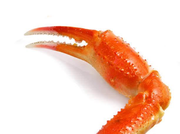 istock Claw of a crab isolated on a white background 122785881