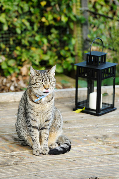A cat with a blue collar sitting on decking licking it's lips