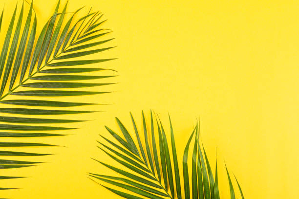 istock Summer composition with Tropical palm leaves on yellow background. Flat lay, top view, overhead, mockup, template, copy space 1227923985