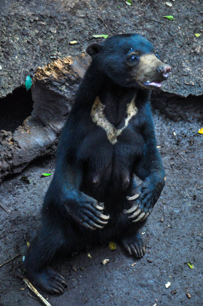 istock young black bear is posing at the zoo 1227968283