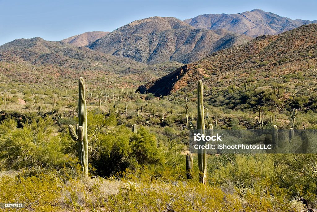 Arizona Desert - Zbiór zdjęć royalty-free (Bez ludzi)