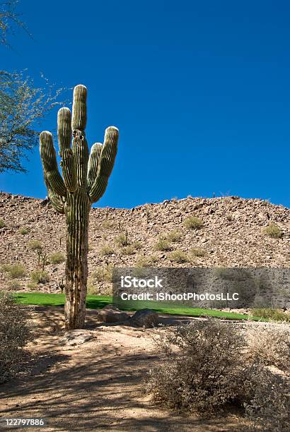 Desert Golf Foto de stock y más banco de imágenes de Arizona - Arizona, Cactus, Cactus Saguaro