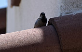 ein-vogel-auf-der-dachziegel.jpg?b=1&s=170x170&k=20&c=HReE20RR-WONVAXFt6O34A-KYShBETBlaI90cwogEp8=
