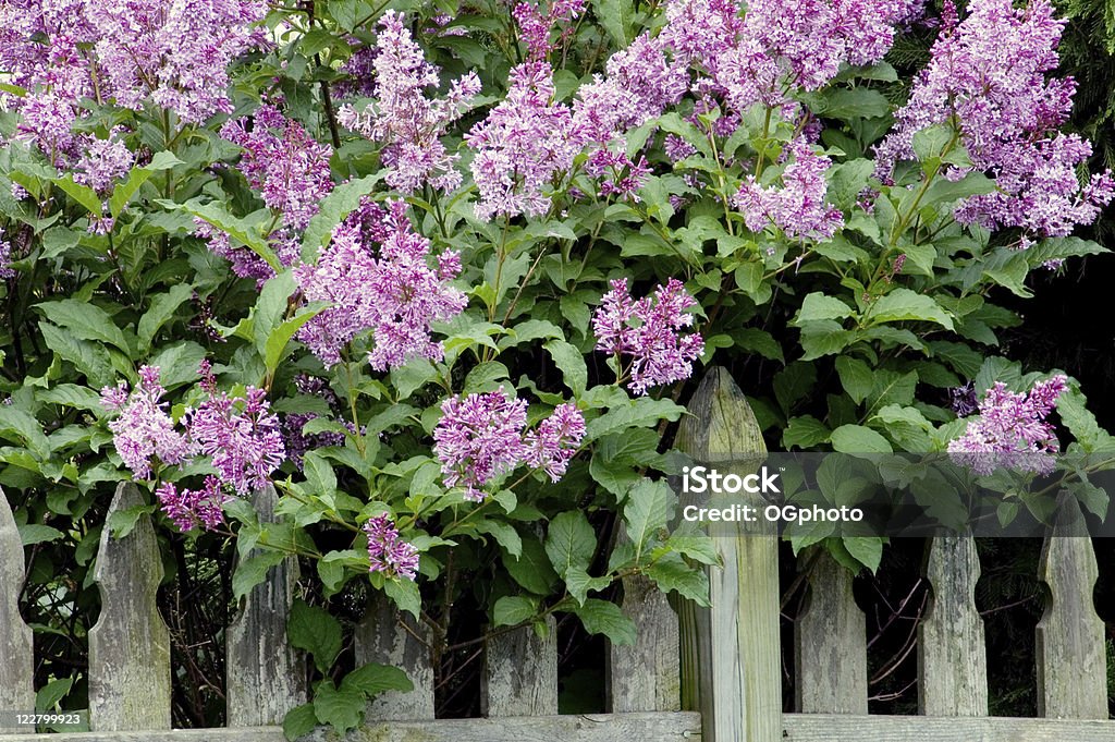 Púrpura lilacs junto a la valla. - Foto de stock de Lila libre de derechos