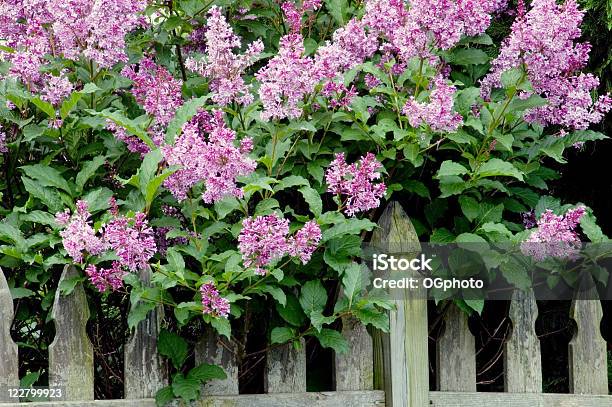 Púrpura Lilacs Junto A La Valla Foto de stock y más banco de imágenes de Lila - Lila, Flor, Valla - Límite