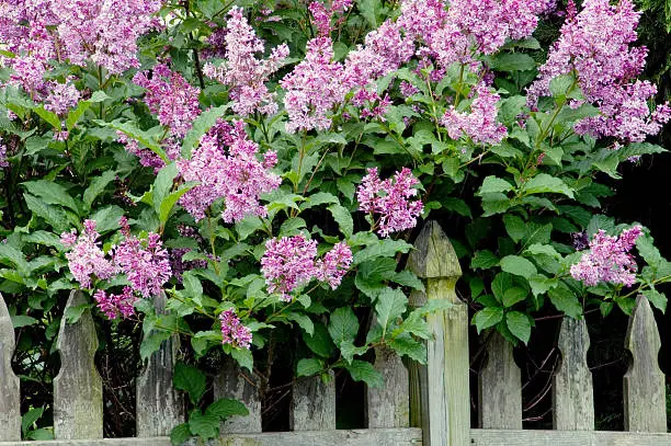 A lilac bush with many fragrant purple flowers next to a weathered fence.