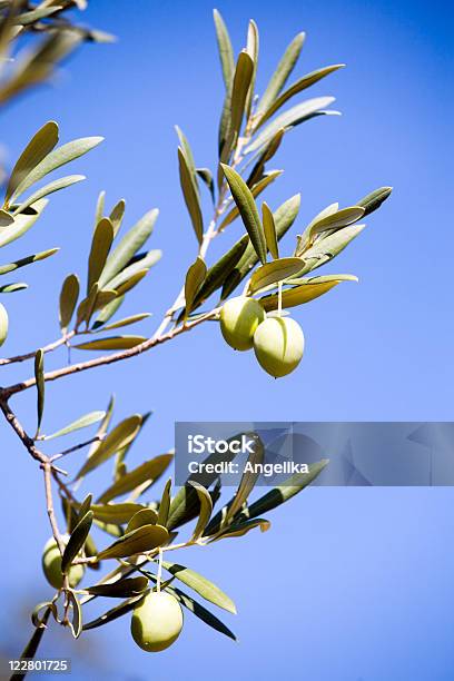 Olives Stockfoto und mehr Bilder von Baum - Baum, Farbbild, Fotografie