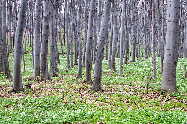 istock Beautiful spring forest with anemone flowers 122807198