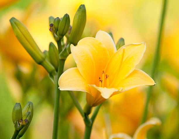 Beautiful hemerocallis, yellow flower  day lily photos stock pictures, royalty-free photos & images