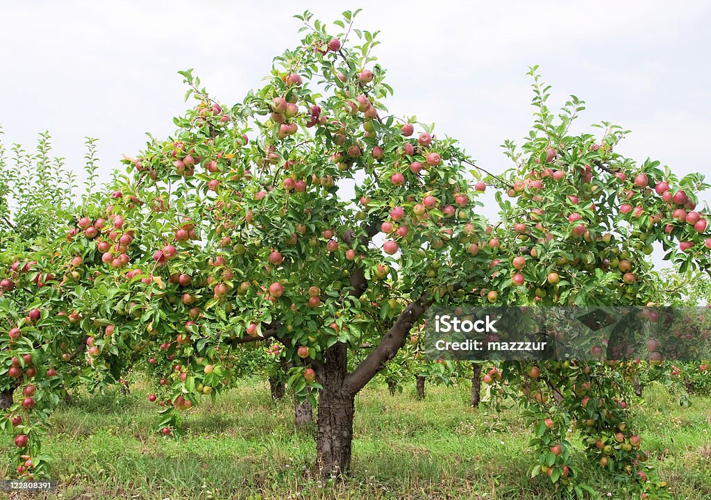 Red apples on apple tree branch  Agriculture Stock Photo