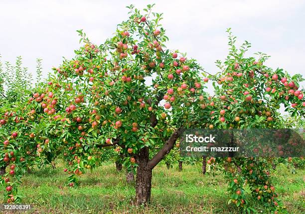 Red Apples On Apple Tree Branch Stock Photo - Download Image Now - Agriculture, Apple - Fruit, Apple Tree