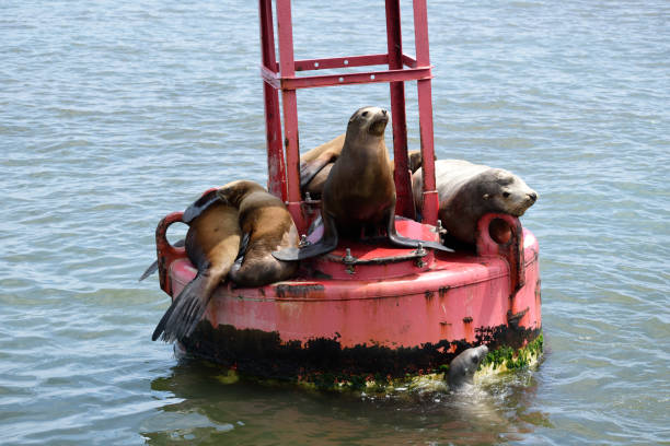 istock Harbor Seals on a Floating Buoy 1228125490