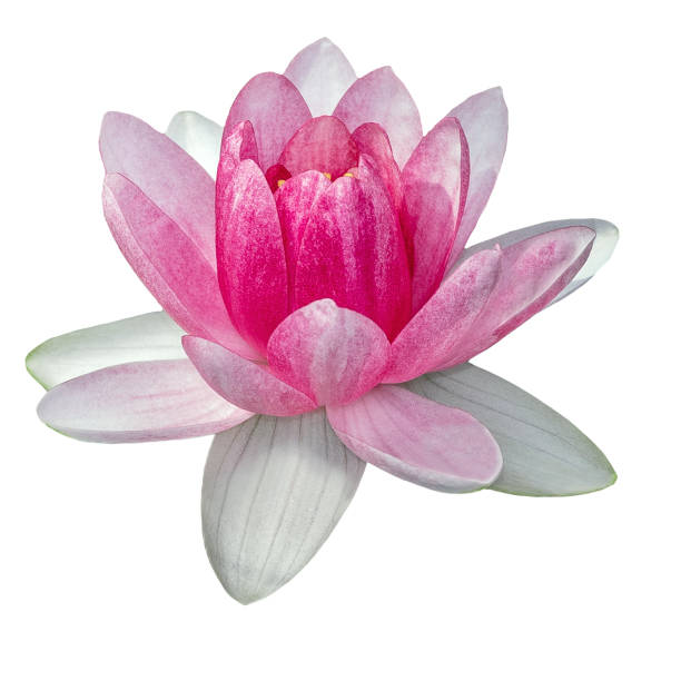 istock Pink Lotus flower waterlily pond nenuphar 1228128977