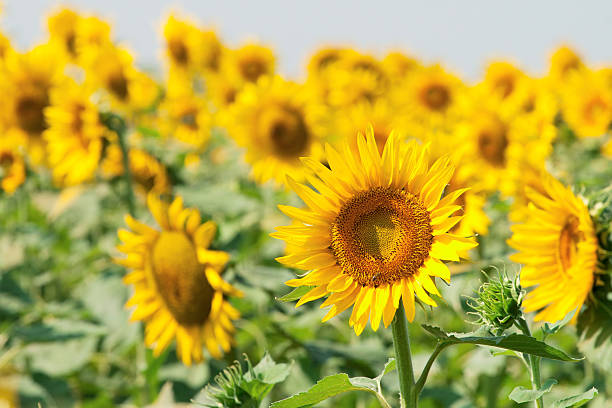 istock Beautiful sunflower closeup 122815117