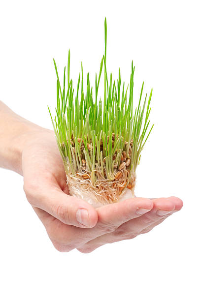 istock Fresh green grass in the hand on white background 122815290