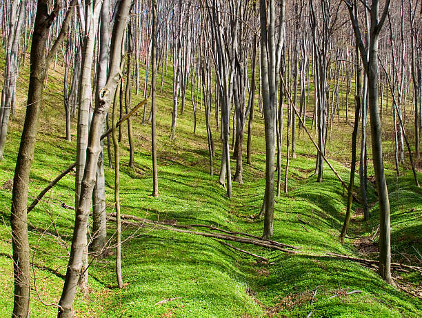 istock Beautiful spring forest with anemone flowers 122815326