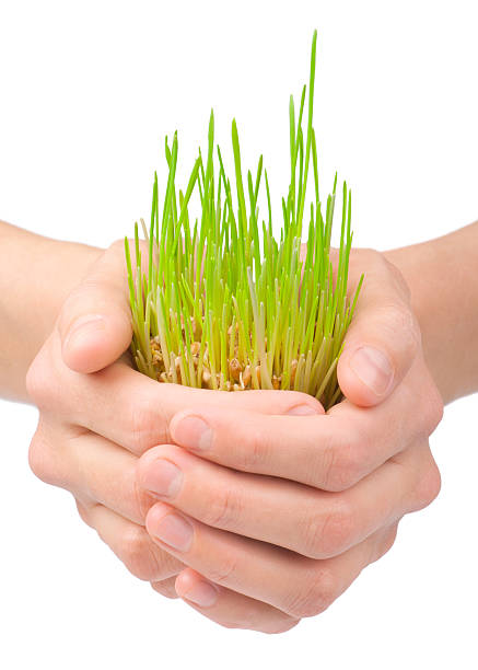 istock Green grass in woman's hands on white background 122815397