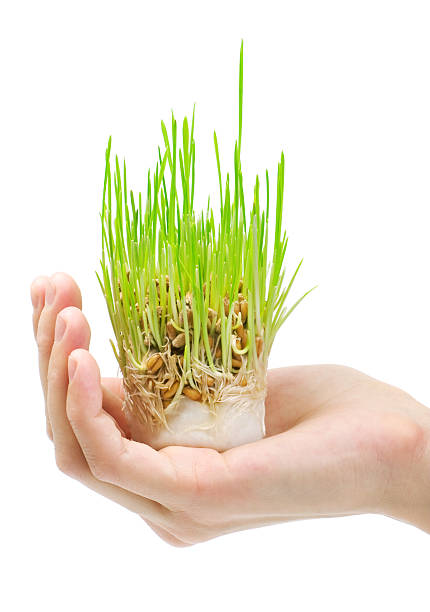 istock Fresh green grass in the hand on white background 122815432