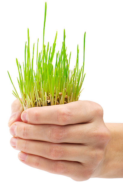 istock Fresh green grass in the hand on white background 122815548