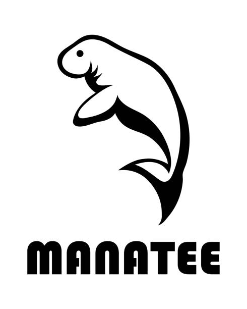 ilustraciones, imágenes clip art, dibujos animados e iconos de stock de arte de línea negra ilustración vectorial sobre un fondo blanco de un manatí. adecuado para hacer logotipo. - manatee