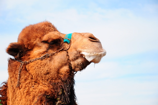 Camel looking at camera smiling