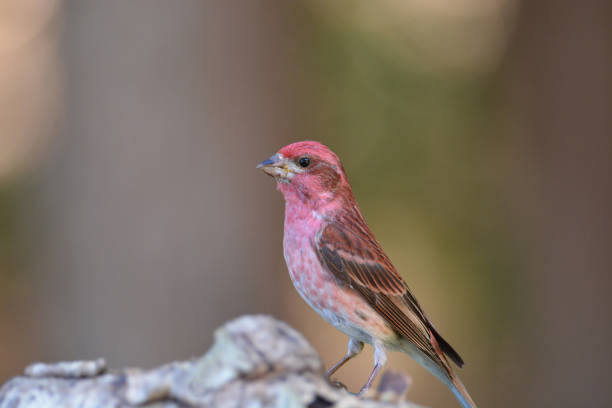 istock Purple finch bird 1228266217