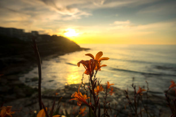 Flowers by the beach, Tamarama Sydney