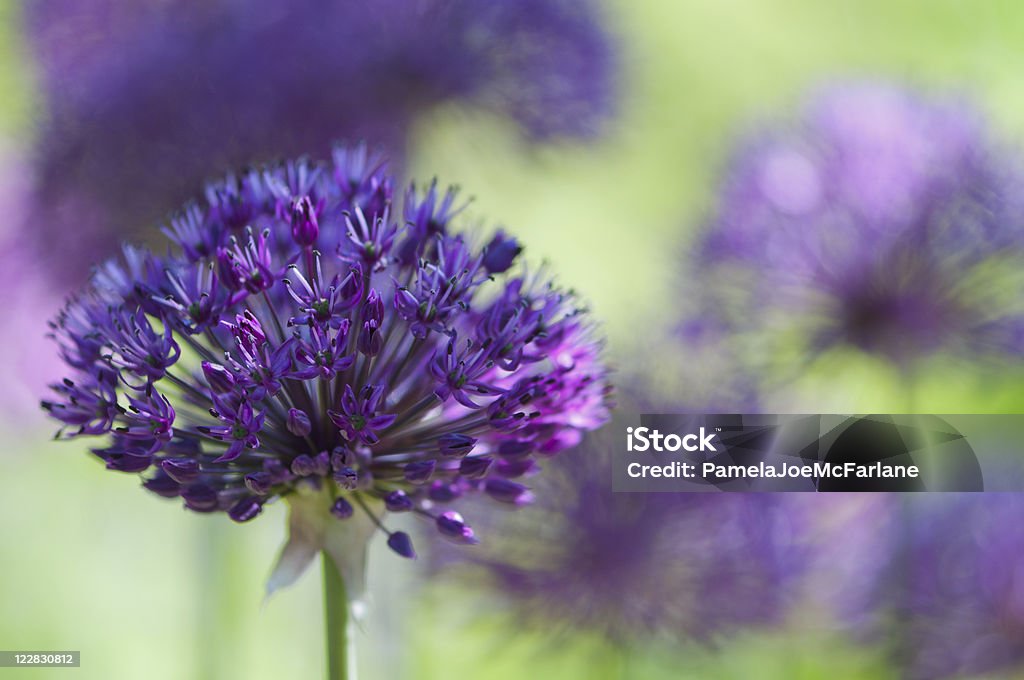 Allium violet - Photo de Ail - Liliacées libre de droits