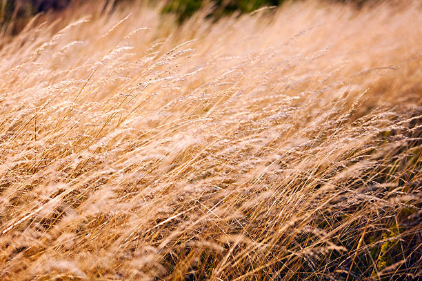 Mountain grass stock photo