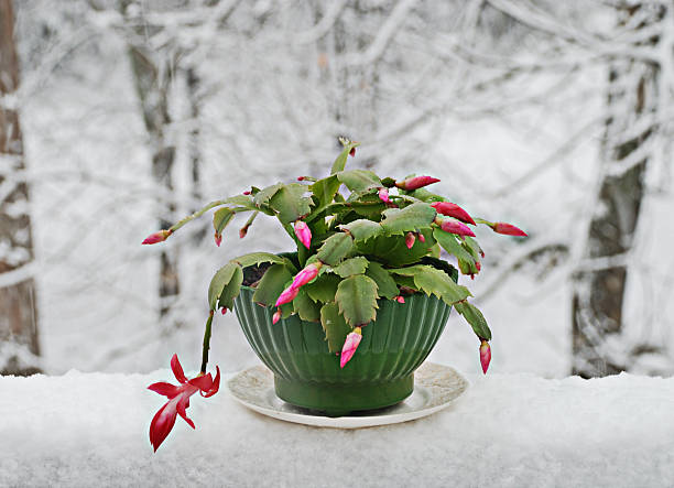 Christmas cactus house plant on snow covered table stock photo