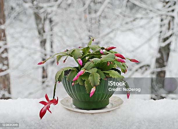 Christmas Cactus House Plant On Snow Covered Table Stock Photo - Download Image Now - Christmas Cactus, Christmas, Cold Temperature