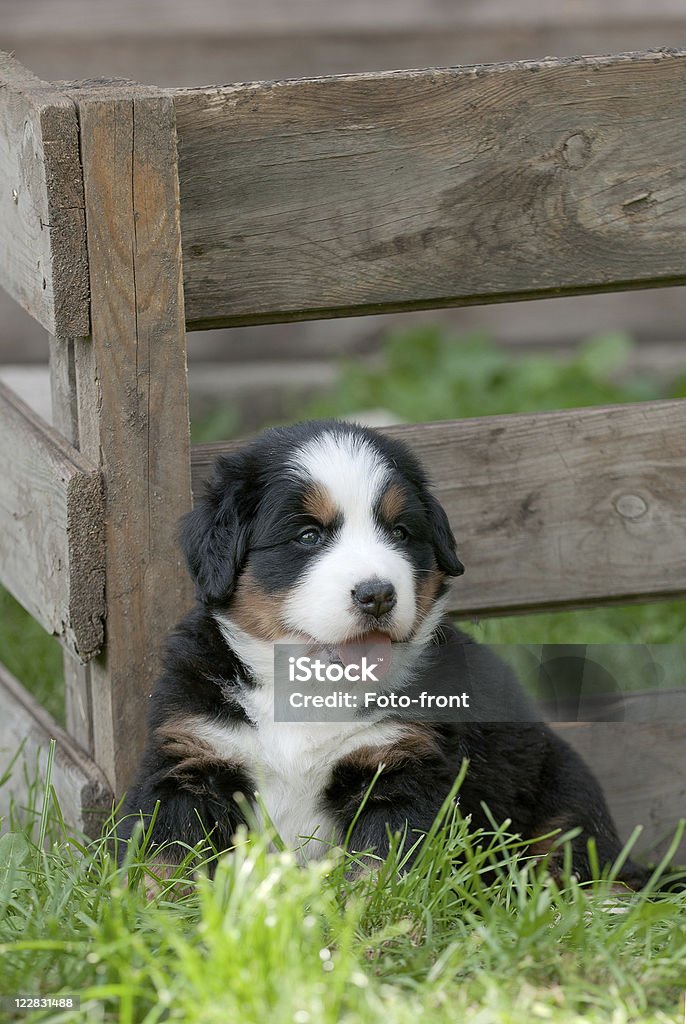 Cão Bernese Montanhês cachorrinho Retrato - Royalty-free Animal Foto de stock