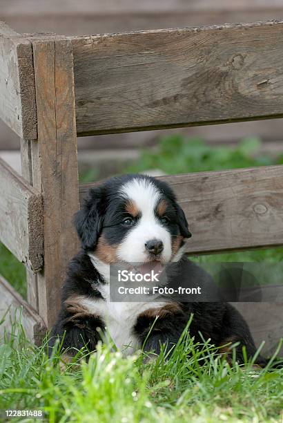 Cão Bernese Montanhês Cachorrinho Retrato - Fotografias de stock e mais imagens de Animal - Animal, Animal de Estimação, Ao Ar Livre