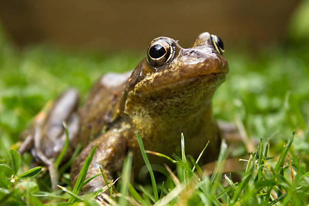 istock Frog sitting on grass in garden macro 122832192