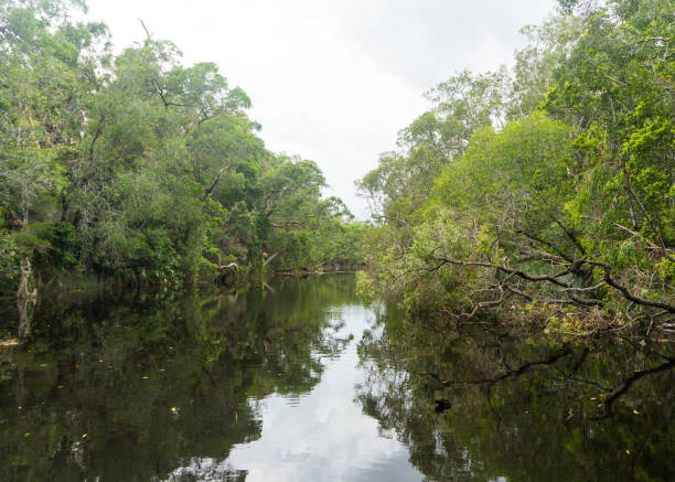 istock Photo of a river running through wetlands 1228324074