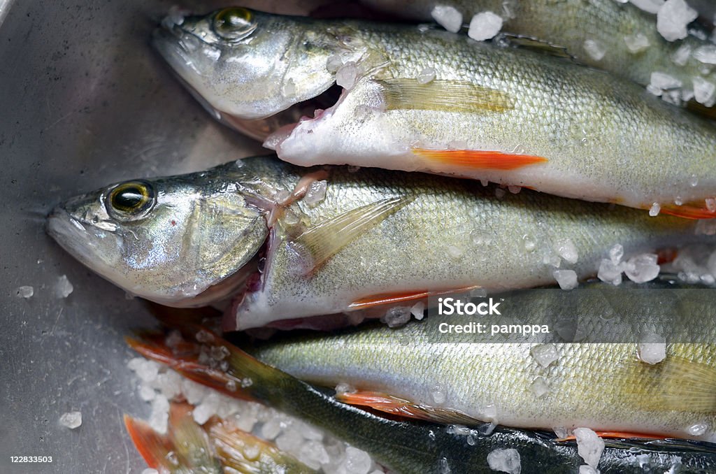 Perch dish closeup A close up of raw perch fish in a metal dish with some sea salt. Fish Stock Photo