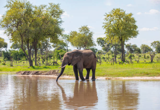 istock Animal in South Africa 1228339671