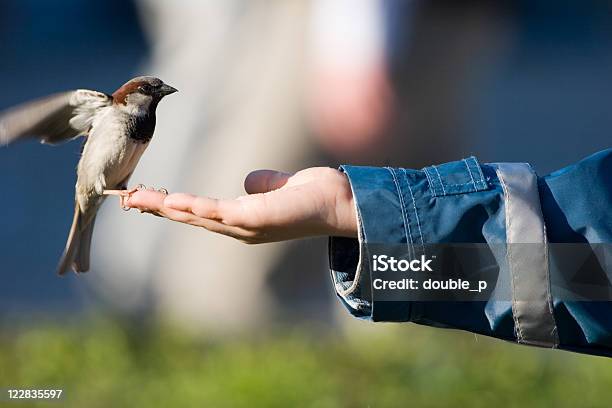 O Contacto - Fotografias de stock e mais imagens de Amor - Amor, Pardal, Pássaro