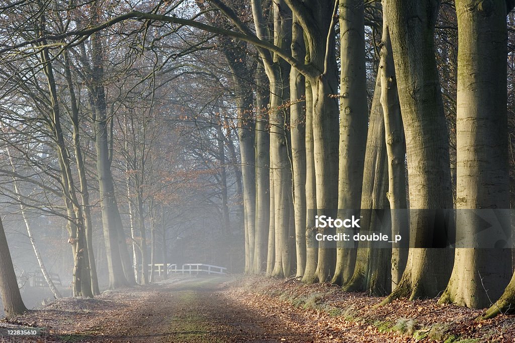 misty por la mañana - Foto de stock de Aire libre libre de derechos